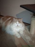 Kiro_3
