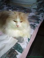 Kiro_21