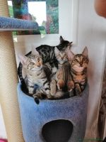 Kitten_5