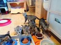 Kitten_4