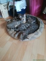 Kitten_6