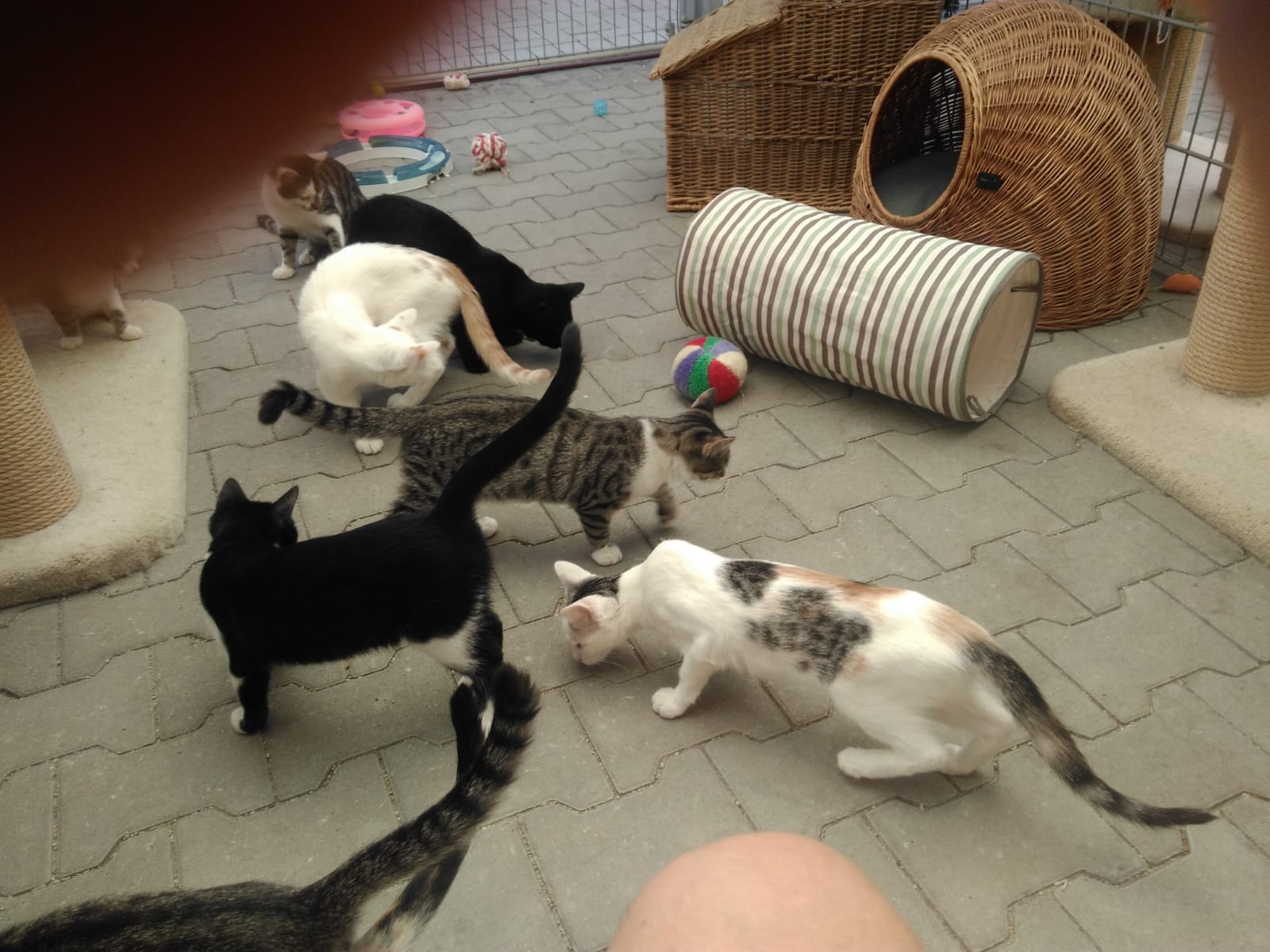Kitten 09 23 2
