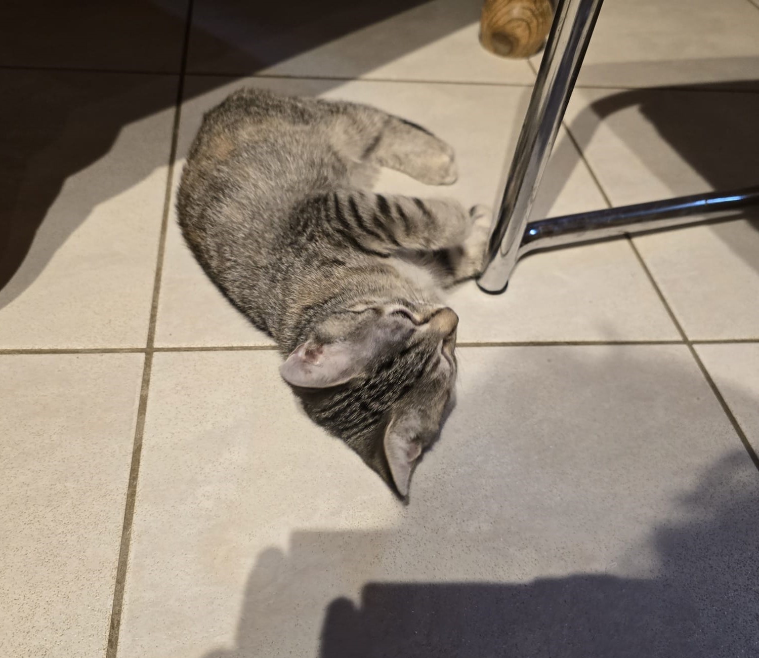 Amija