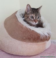 Kitty