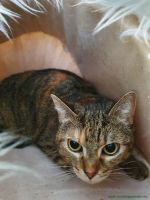 Kitty_2