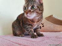 Kitty_31