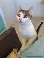 Kleo