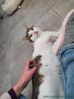 Kleo_2