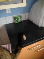 Lakshmi_22