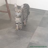 LeoSimba_5