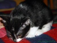 Liese_4