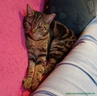 Lorina