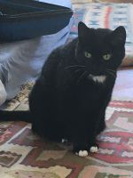 Mausi