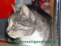 Merle_4