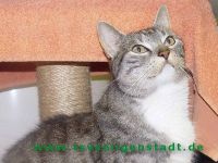 Merle_2