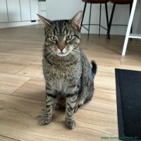 Miko