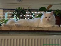 Milow_21