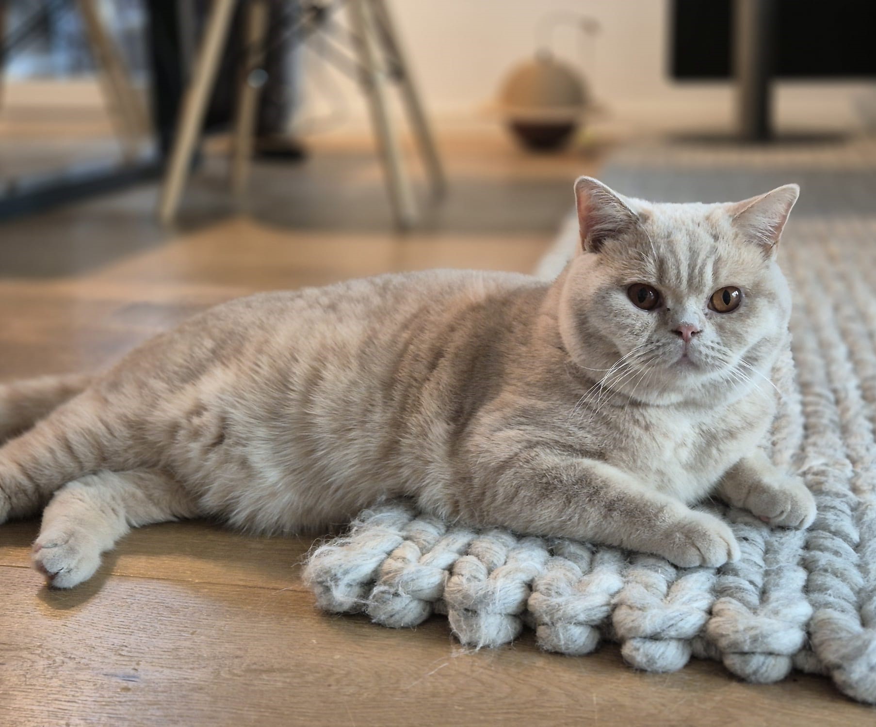 MolliMomo
