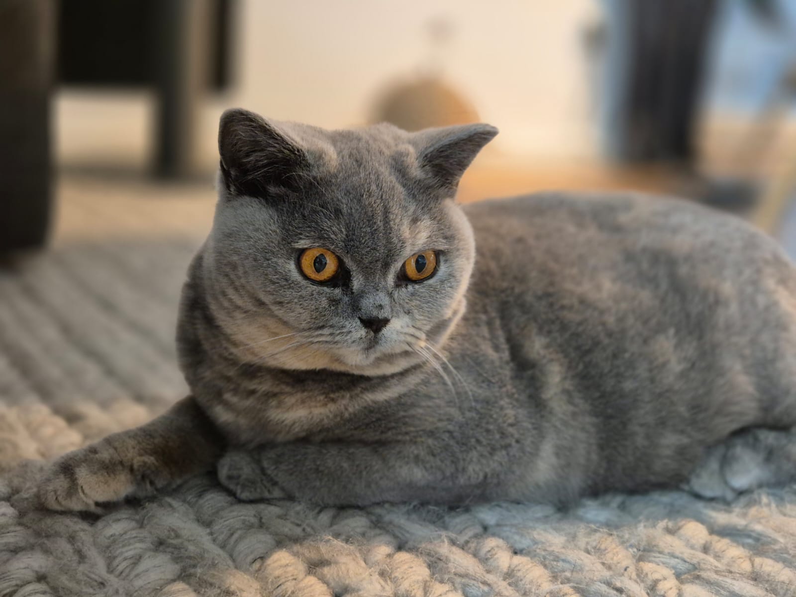 MolliMomo 2