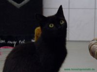 Raja_2