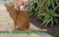 Romeo_1