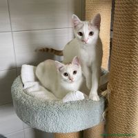 Romy_2
