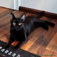 Suri