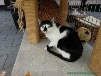 Taschi_2