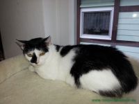 Taschi_1