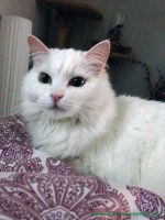 Floeckchen_Tigger_2