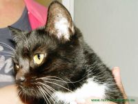 Tinka_1