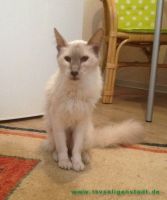 Zazou
