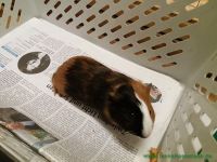 Alvin1