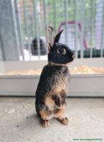 BugsBerry_5