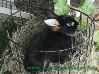 Bugs_und_Blue_41