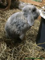 Charlie_4