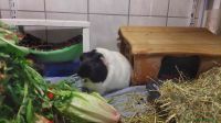 Edgar_5