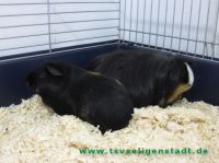 Elvis_und_Cooki_1