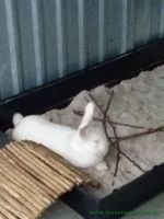 FanniHanniManni1