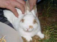 Findus_2