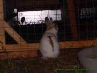Findus_1