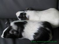 Fred_und_Barny_1