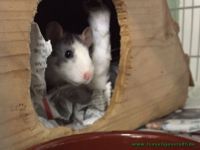 Frieda_und_Flora_3