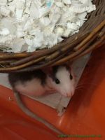 Frieda_und_Flora_4