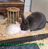 Grobi_1