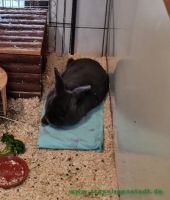 Grobi_2