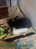 Grobi_3