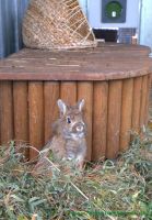 Hermine_4