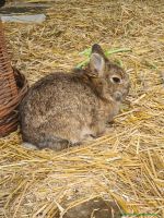 Hermine_2