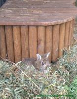 Hermine_3
